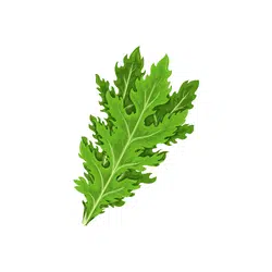 Mizuna | Temperate Vegetables Names in English