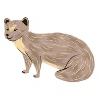 Mongoose | A to Z Animals Name