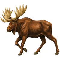 Moose | A to Z Animals Name