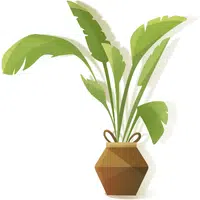 Moringa | A to Z Vegetables Names