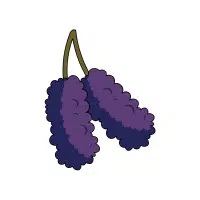 Mulberry | High Energy Fruits Names
