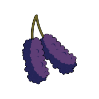 Mulberry