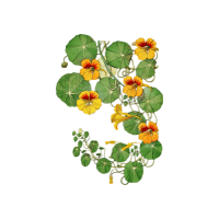 Nasturtium | Decorative Flowers Names