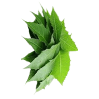 Neem Leaves | A to Z Vegetables Names