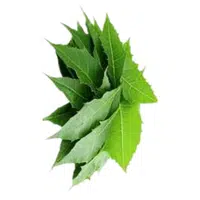 Neem Leaves | A to Z Vegetables Names