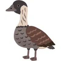 Nene | A to Z Animals Name