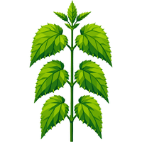 Nettles | A to Z Vegetables Names