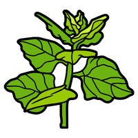 New Zealand Spinach | A to Z Vegetables Names