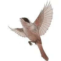 Nightingale | A to Z Animals Name
