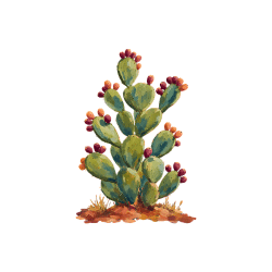 Nopal | Desert Vegetables Names in English