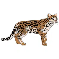 Ocelot | A to Z Animals Name