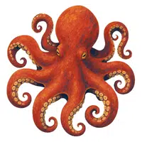 Octopus | A to Z Animals Name
