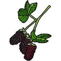 Olallieberry | A to Z Fruits Name