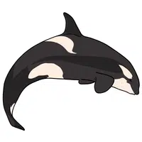 Orca | A to Z Animals Name