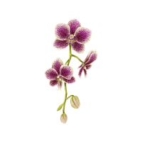 Orchid | Decorative Flowers Names