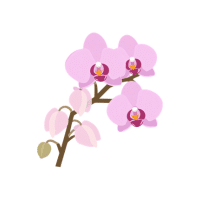 Orchid | Wedding Flowers Names