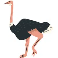 Ostrich | A to Z Animals Name