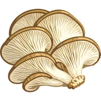 Oyster Mushroom | A to Z Vegetables Names