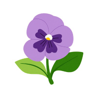 Pansy | Decorative Flowers Names