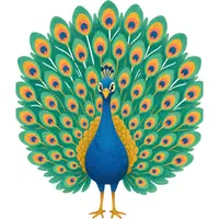 Peacock | A to Z Animals Name