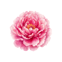 Peony | Decorative Flowers Names