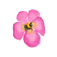 Petunia | Decorative Flowers Names