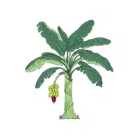Plantain | Cooking Vegetables Names