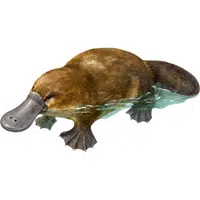 Platypus | A to Z Animals Name
