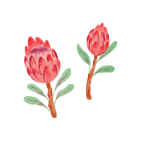 Protea | Wedding Flowers Names