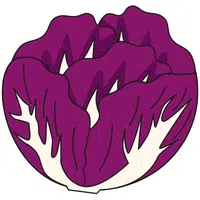 Purple Cabbage | A to Z Vegetables Names