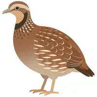 Quail | A to Z Animals Name