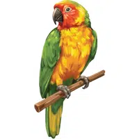 Quaker Parrot | A to Z Animals Name