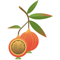 Quandong | A to Z Fruits Name