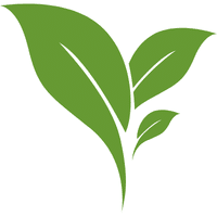 Queensland Arrowroot Leaves | A to Z Vegetables Names