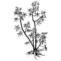 Queensland Arrowroot | A to Z Vegetables Names