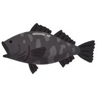 Queensland Grouper | A to Z Animals Name