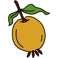 Quince | A to Z Fruits Name