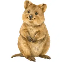 Quokka | A to Z Animals Name
