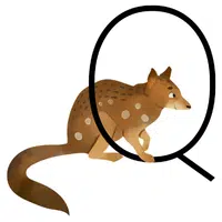 Quoll | A to Z Animals Name