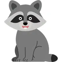 Raccoon | A to Z Animals Name