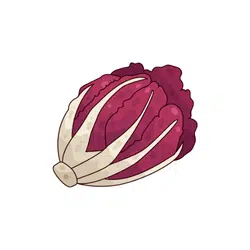 Radicchio | Temperate Vegetables Names in English