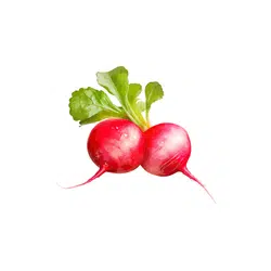 Radish | Temperate Vegetables Names in English