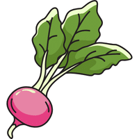 Radish | A to Z Vegetables Names