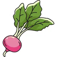 Radish | A to Z Vegetables Names