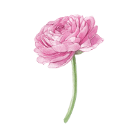 Ranunculus | Decorative Flowers Names