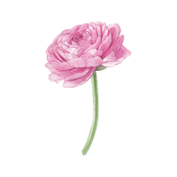 Ranunculus | Wedding Flowers Names
