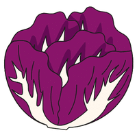 Red Cabbage | A to Z Vegetables Names