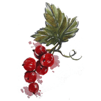 Redcurrant | A to Z Fruits Name