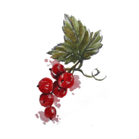 Redcurrant