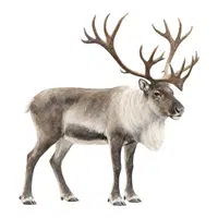 Reindeer | A to Z Animals Name